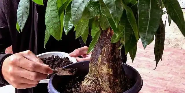 發財樹肥料段位大揭秘！從青銅到王，養出「招財巨樹」就這麼簡單