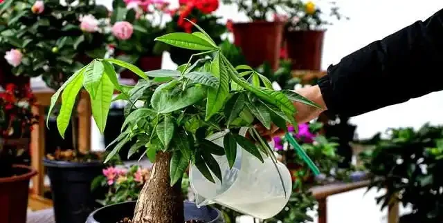 發財樹肥料段位大揭秘！從青銅到王，養出「招財巨樹」就這麼簡單