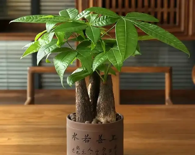 發財樹肥料段位大揭秘！從青銅到王，養出「招財巨樹」就這麼簡單