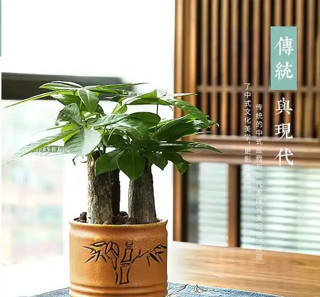 發財樹肥料段位大揭秘！從青銅到王，養出「招財巨樹」就這麼簡單