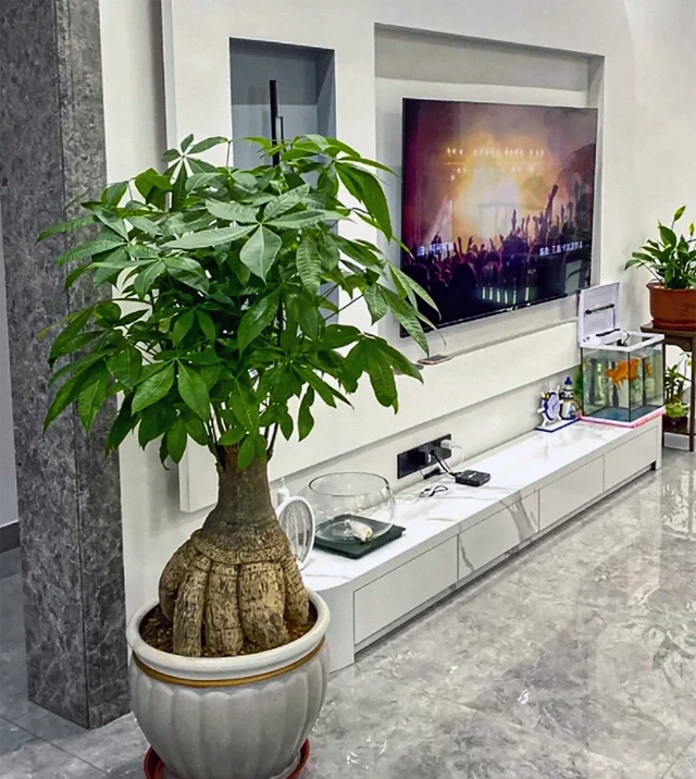 發財樹肥料段位大揭秘！從青銅到王，養出「招財巨樹」就這麼簡單