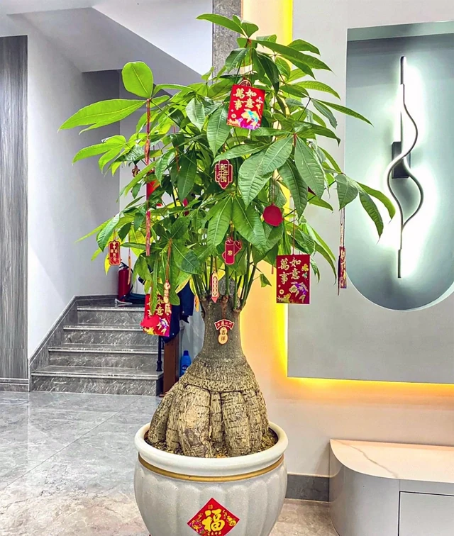 發財樹肥料段位大揭秘！從青銅到王，養出「招財巨樹」就這麼簡單