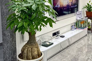 發財樹肥料段位大揭秘！從青銅到王，養出「招財巨樹」就這麼簡單