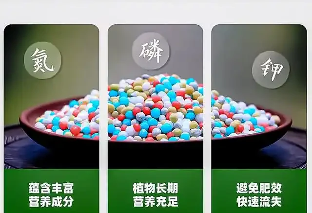 玫瑰花肥料段位排行榜!從青銅到王者,選對肥秒變「開花機器」!