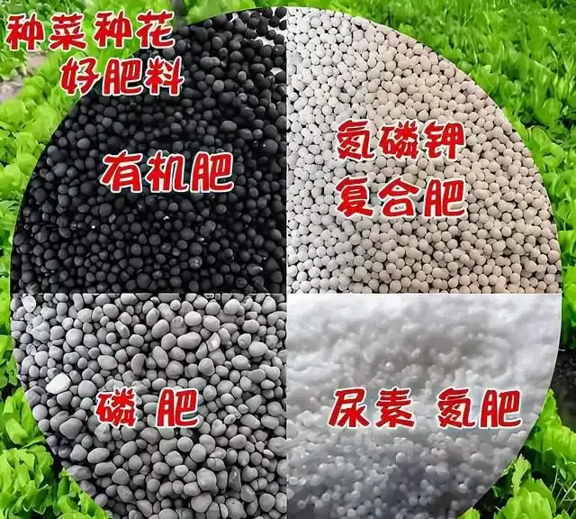 玫瑰花肥料段位排行榜!從青銅到王者,選對肥秒變「開花機器」!