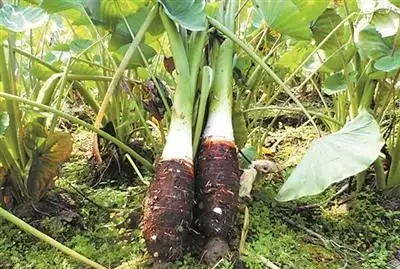 芋頭種植方法和步驟解析：從新手到「芋」見豐收