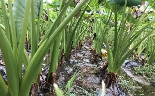 芋頭種植方法和步驟解析：從新手到「芋」見豐收