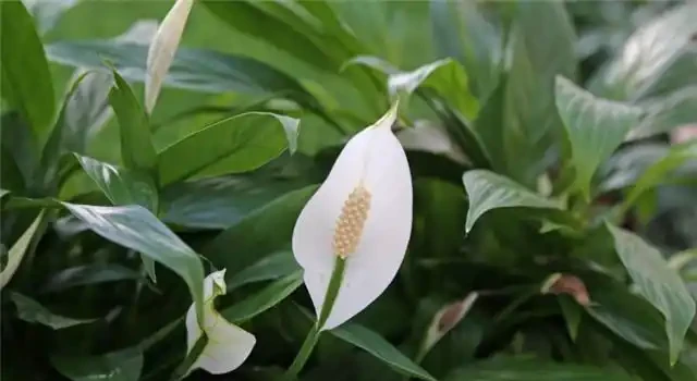 芋頭種植方法和步驟解析：從新手到「芋」見豐收