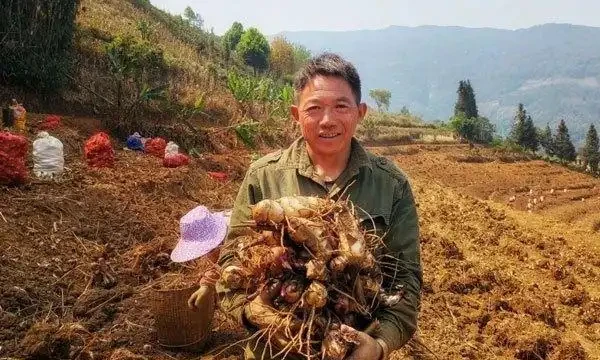 芋頭種植方法和步驟解析：從新手到「芋」見豐收