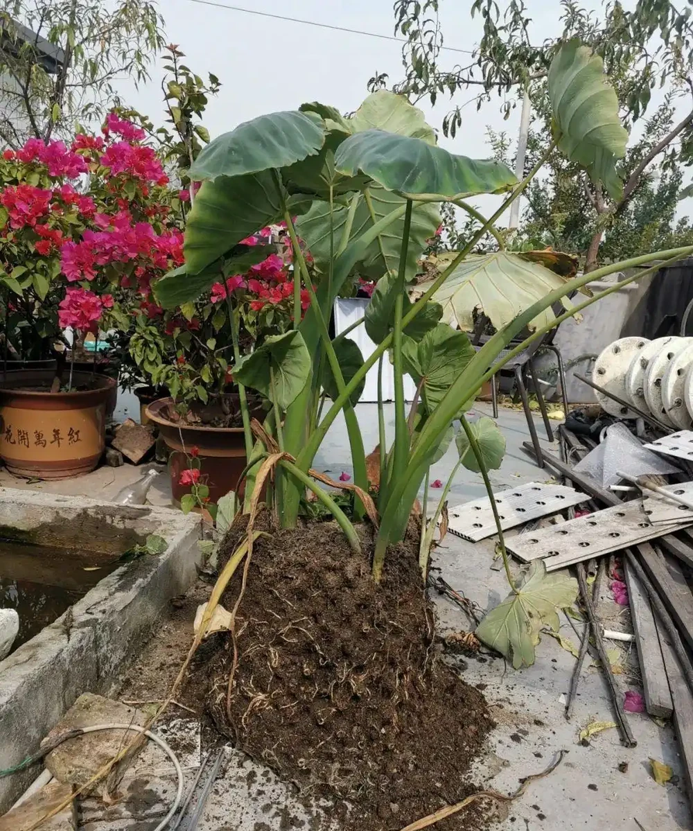 芋頭種植方法和步驟解析：從新手到「芋」見豐收