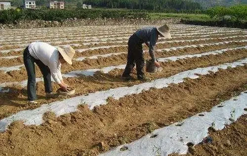 芋頭種植方法和步驟解析：從新手到「芋」見豐收