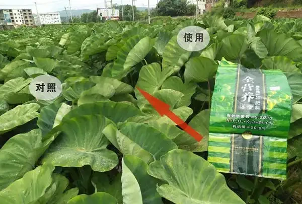 芋頭種植方法和步驟解析：從新手到「芋」見豐收