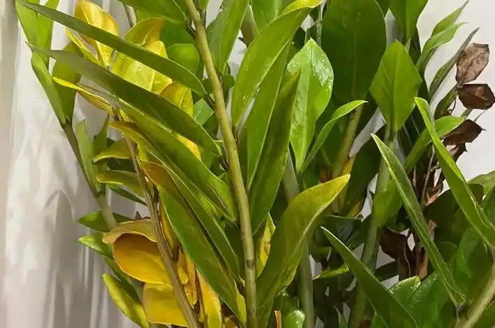 雪鐵芋黃葉別扔!5步急救讓它「起死回生」