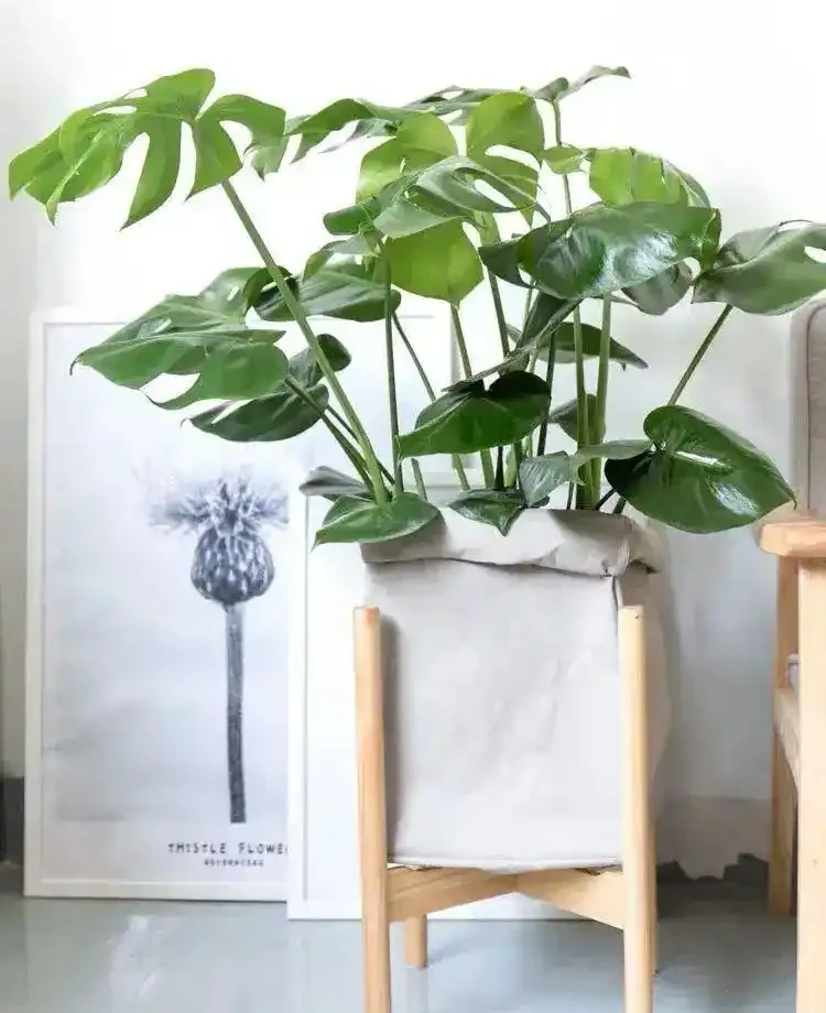 龜背芋葉子發黃?別慌,從這4點找「病根」!