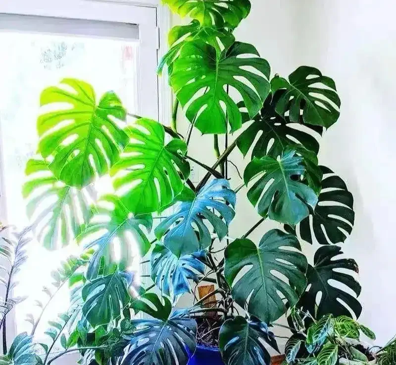 龜背芋葉子發黃?別慌,從這4點找「病根」!