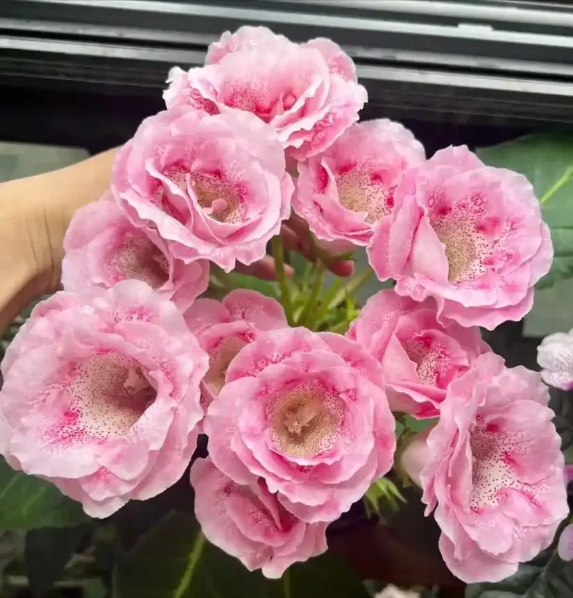 18種耐陰花,客廳少光也能養出花海,讓你的家美得不像話!