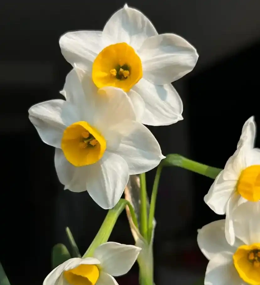 18種耐陰花,客廳少光也能養出花海,讓你的家美得不像話!