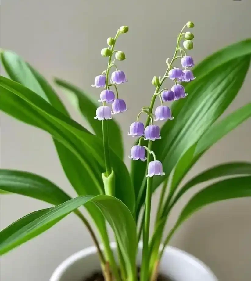 18種耐陰花,客廳少光也能養出花海,讓你的家美得不像話!