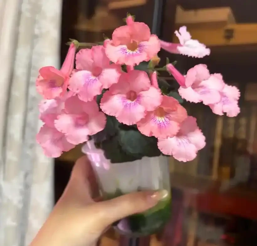 18種耐陰花,客廳少光也能養出花海,讓你的家美得不像話!