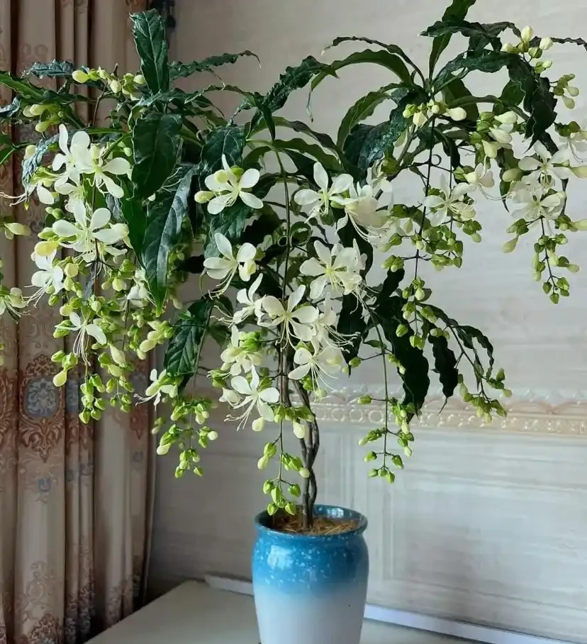 18種耐陰花,客廳少光也能養出花海,讓你的家美得不像話!