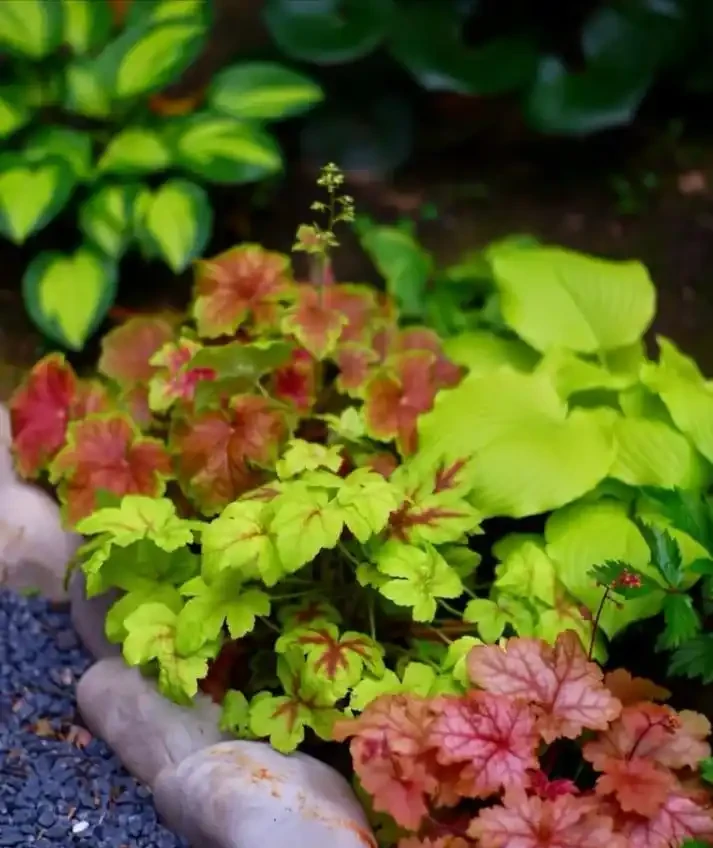 18種耐陰花,客廳少光也能養出花海,讓你的家美得不像話!