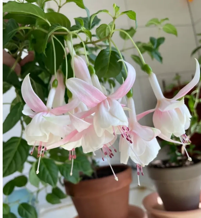 18種耐陰花,客廳少光也能養出花海,讓你的家美得不像話!