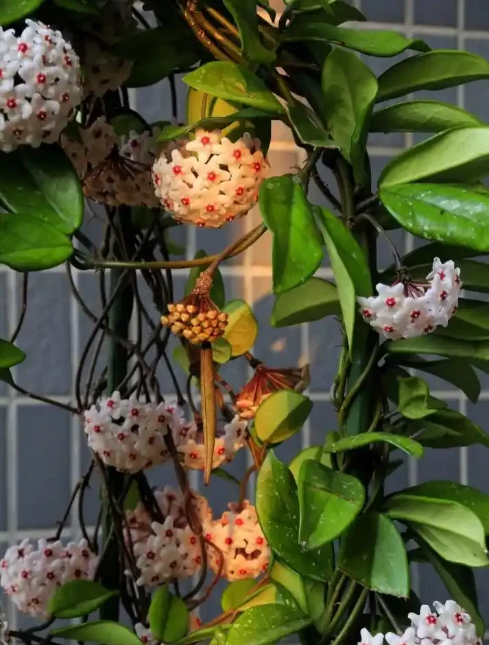 18種耐陰花,客廳少光也能養出花海,讓你的家美得不像話!