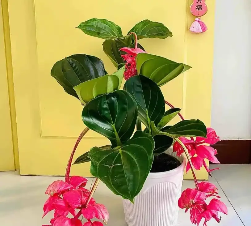 18種耐陰花,客廳少光也能養出花海,讓你的家美得不像話!