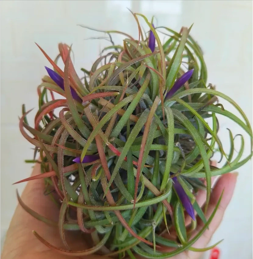 18種耐陰花,客廳少光也能養出花海,讓你的家美得不像話!