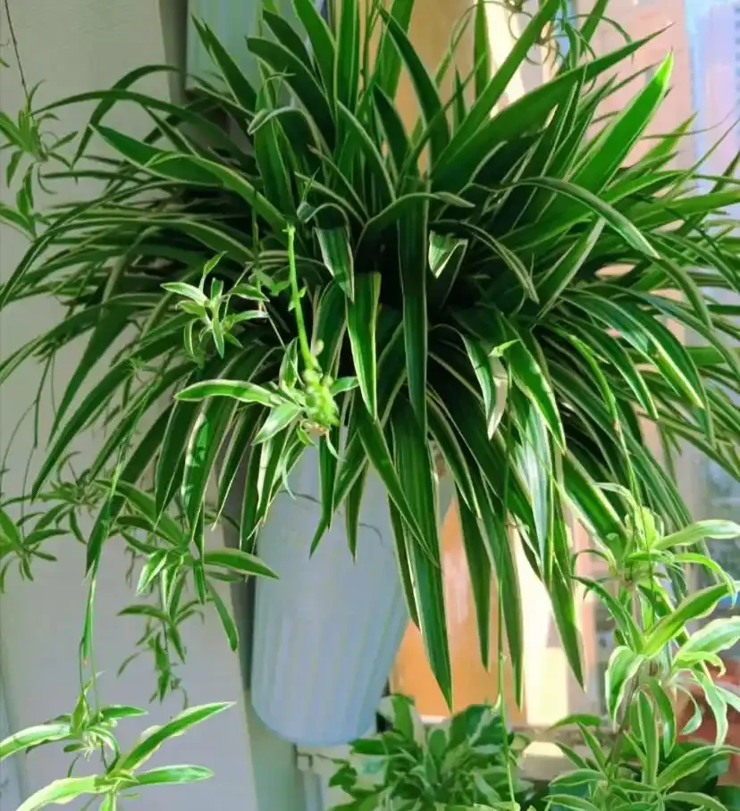 18種耐陰花,客廳少光也能養出花海,讓你的家美得不像話!