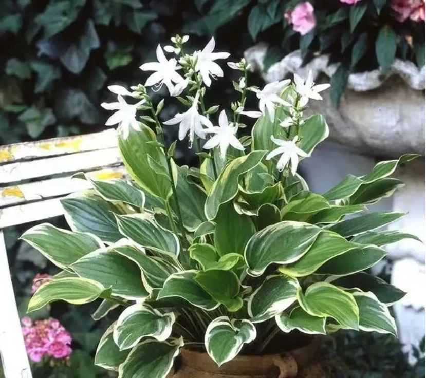 18種耐陰花,客廳少光也能養出花海,讓你的家美得不像話!