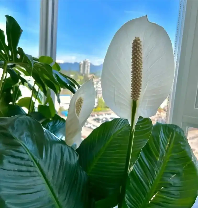 18種耐陰花,客廳少光也能養出花海,讓你的家美得不像話!