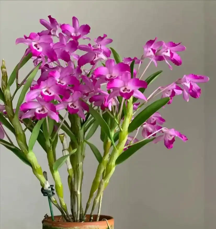 18種耐陰花,客廳少光也能養出花海,讓你的家美得不像話!