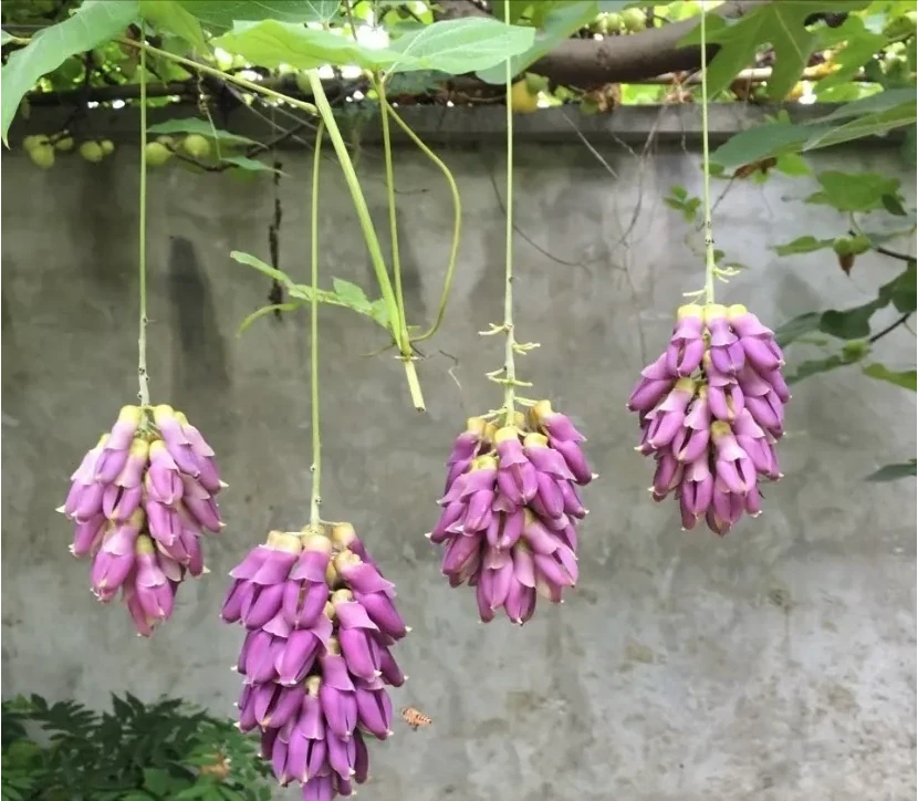 10種神奇的「旺財花」,養一棵讓它成為家裡的「搖錢樹」