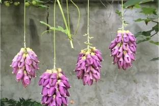 10種神奇的「旺財花」，養一棵讓它成為家裡的「搖錢樹」