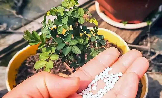 新手必看!玫瑰養護5大技巧+3大禁忌,小蕾帶你輕鬆爆花不踩雷!