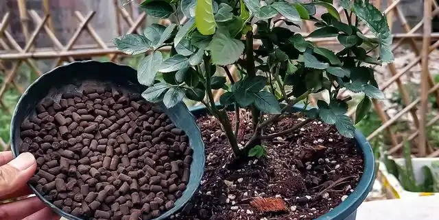 新手必看!玫瑰養護5大技巧+3大禁忌,小蕾帶你輕鬆爆花不踩雷!