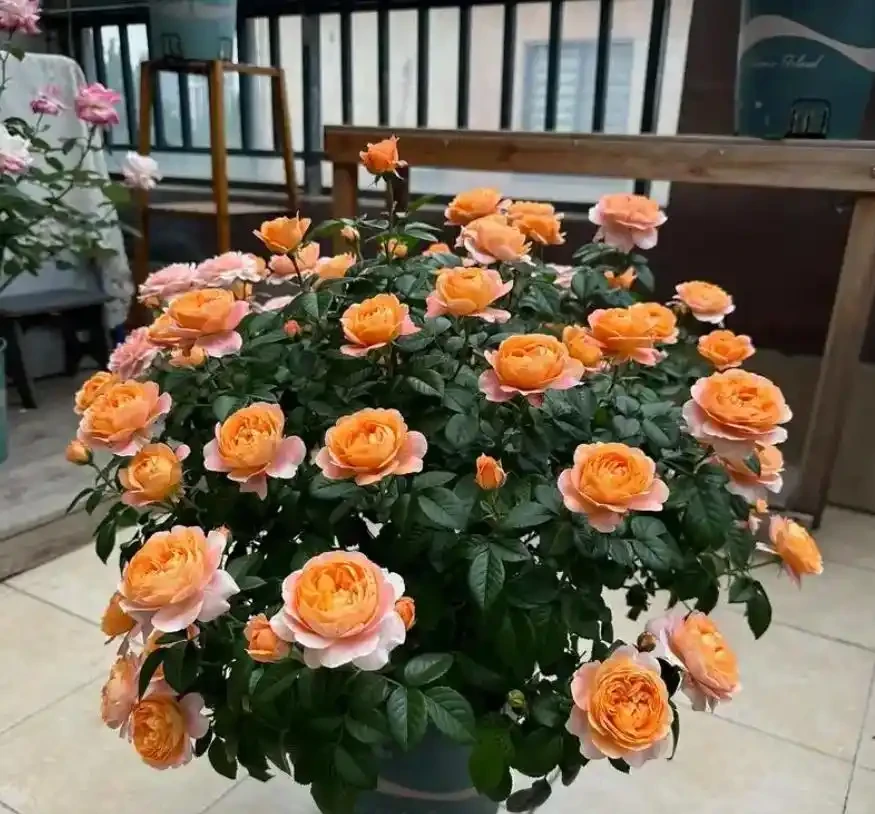 7種高顏值花卉,陽臺變身「迷你花園」,365天花影搖曳不歇