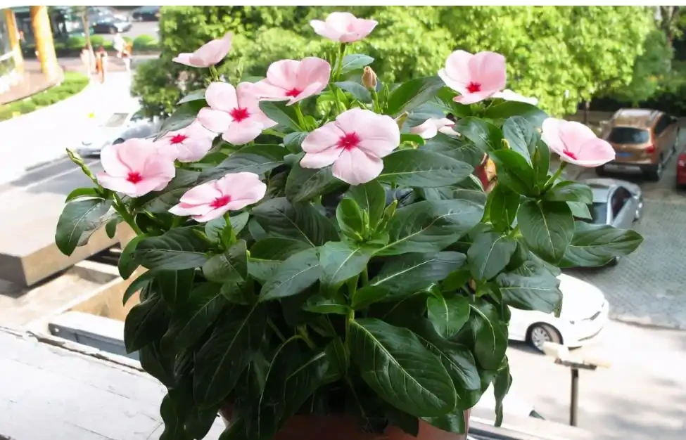 7種高顏值花卉,陽臺變身「迷你花園」,365天花影搖曳不歇