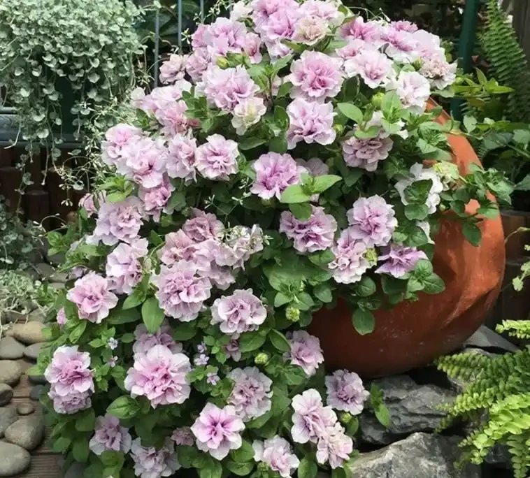 7種高顏值花卉,陽臺變身「迷你花園」,365天花影搖曳不歇