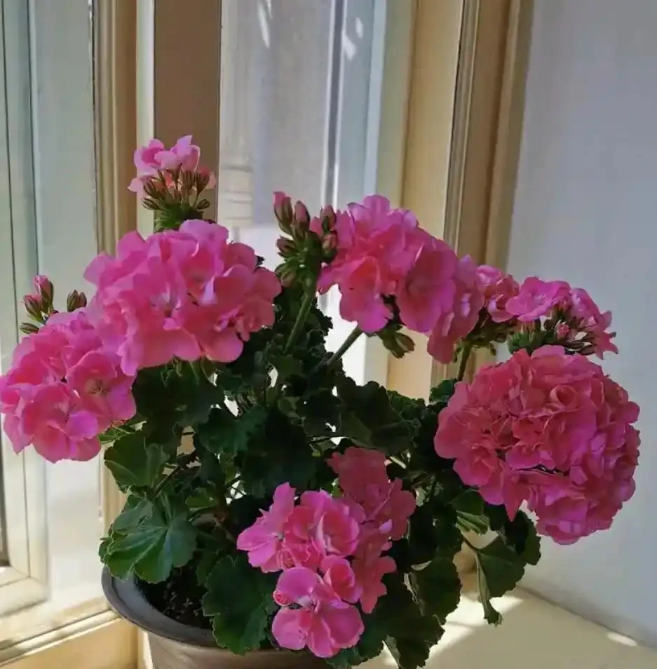 7種高顏值花卉,陽臺變身「迷你花園」,365天花影搖曳不歇