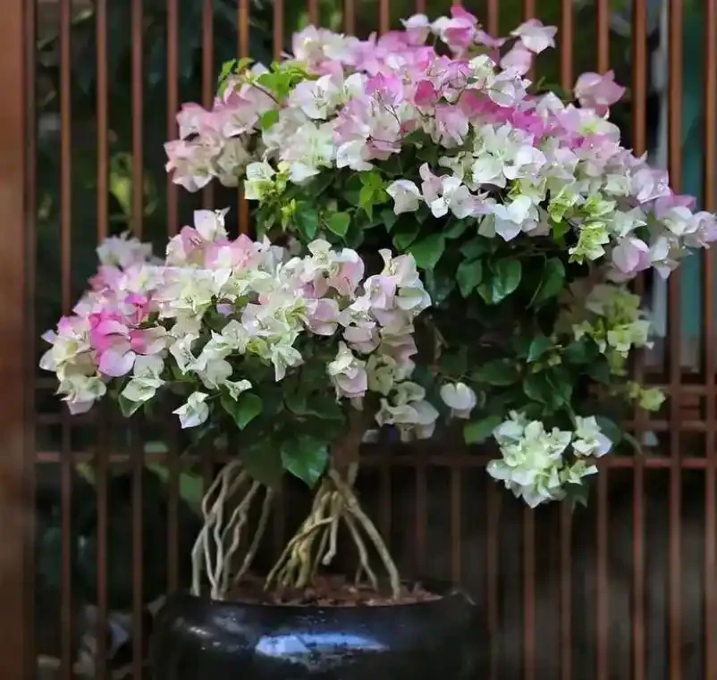 7種高顏值花卉,陽臺變身「迷你花園」,365天花影搖曳不歇