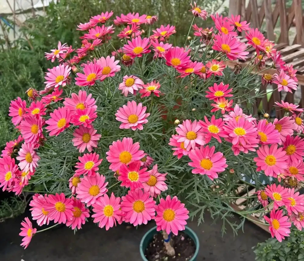 7種高顏值花卉,陽臺變身「迷你花園」,365天花影搖曳不歇