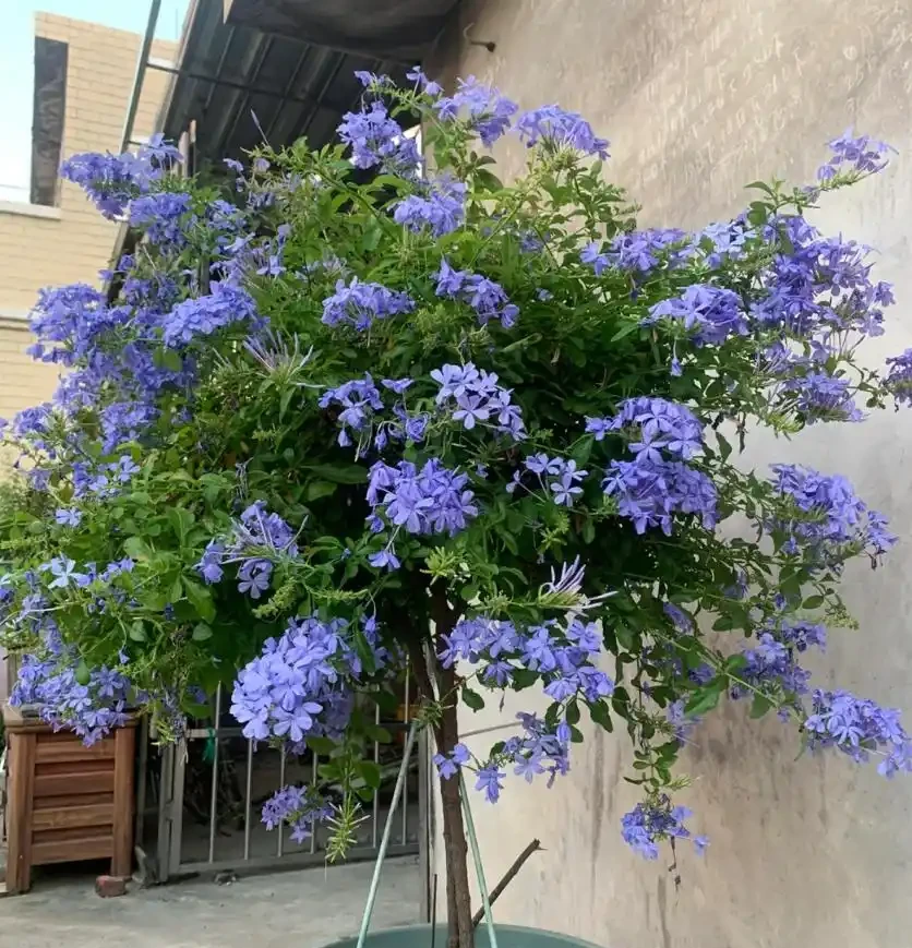 7種高顏值花卉,陽臺變身「迷你花園」,365天花影搖曳不歇