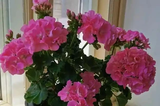 7種高顏值花卉，陽臺變身「迷你花園」，365天花影搖曳不歇