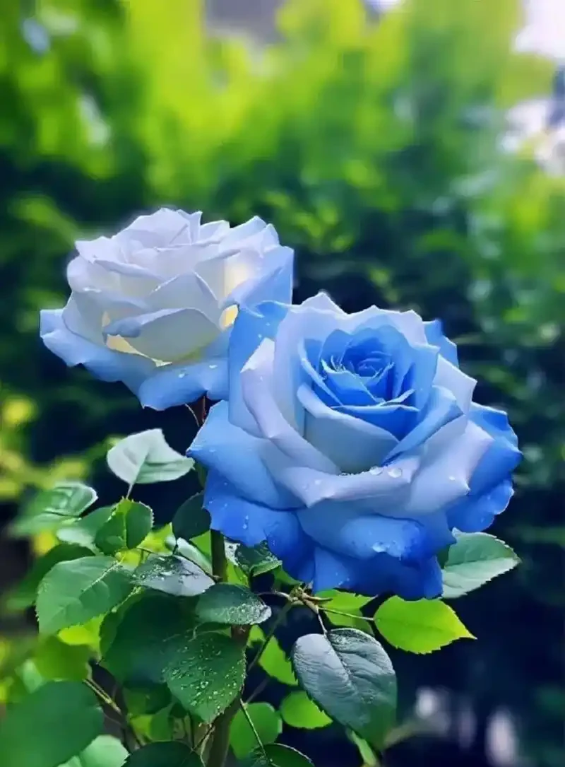 玫瑰澆水全攻略!澆對了花開滿枝,澆錯了傷心!