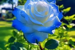 玫瑰澆水全攻略！澆對了花開滿枝，澆錯了傷心！