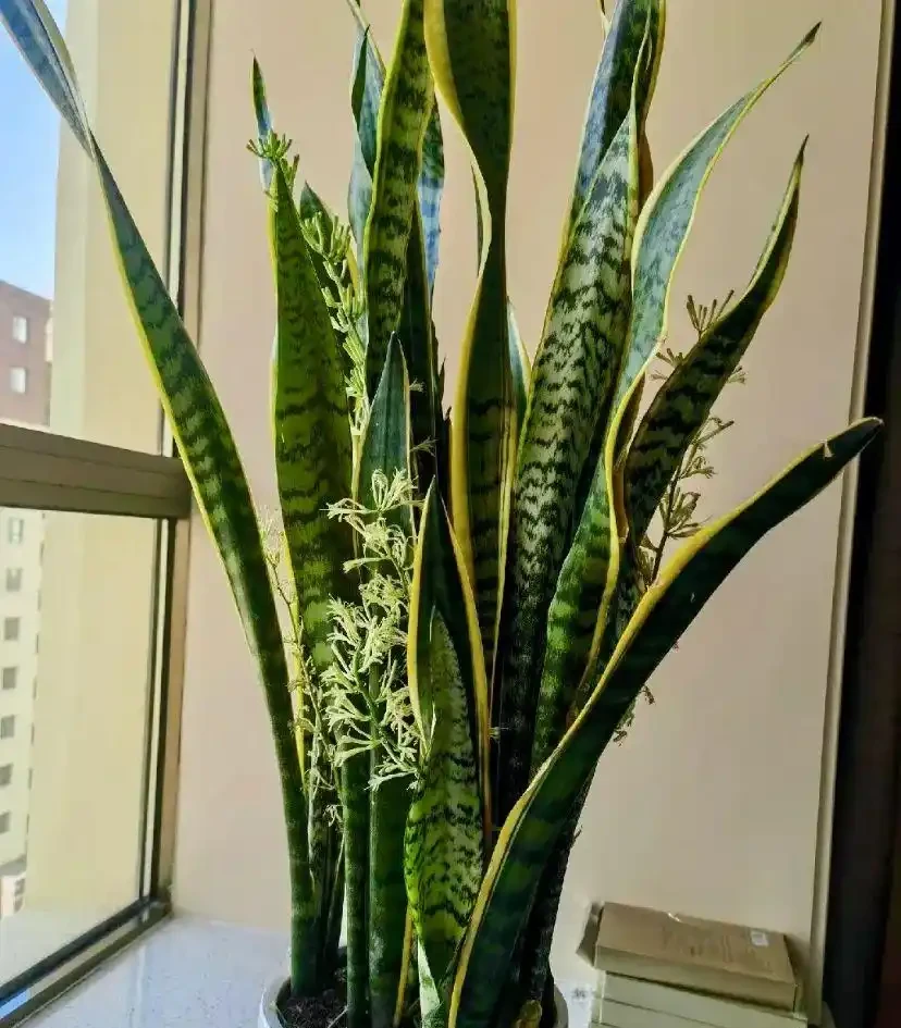 5種臥室「神仙植物」,養對了助眠又淨化空氣,養錯了就要失眠了
