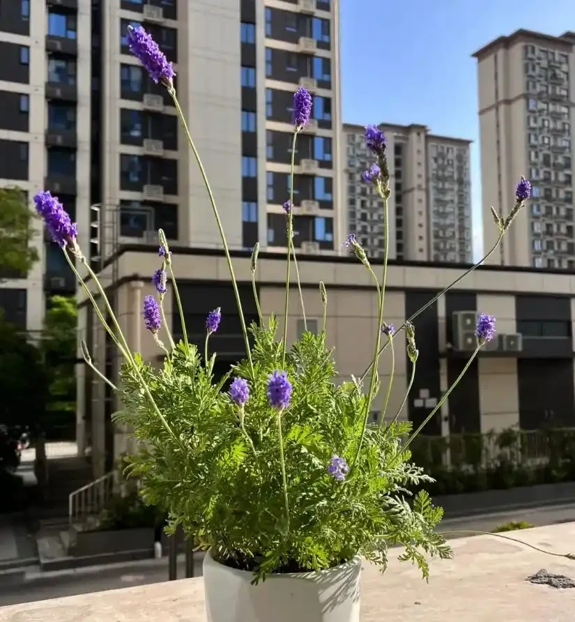 5種臥室「神仙植物」,養對了助眠又淨化空氣,養錯了就要失眠了