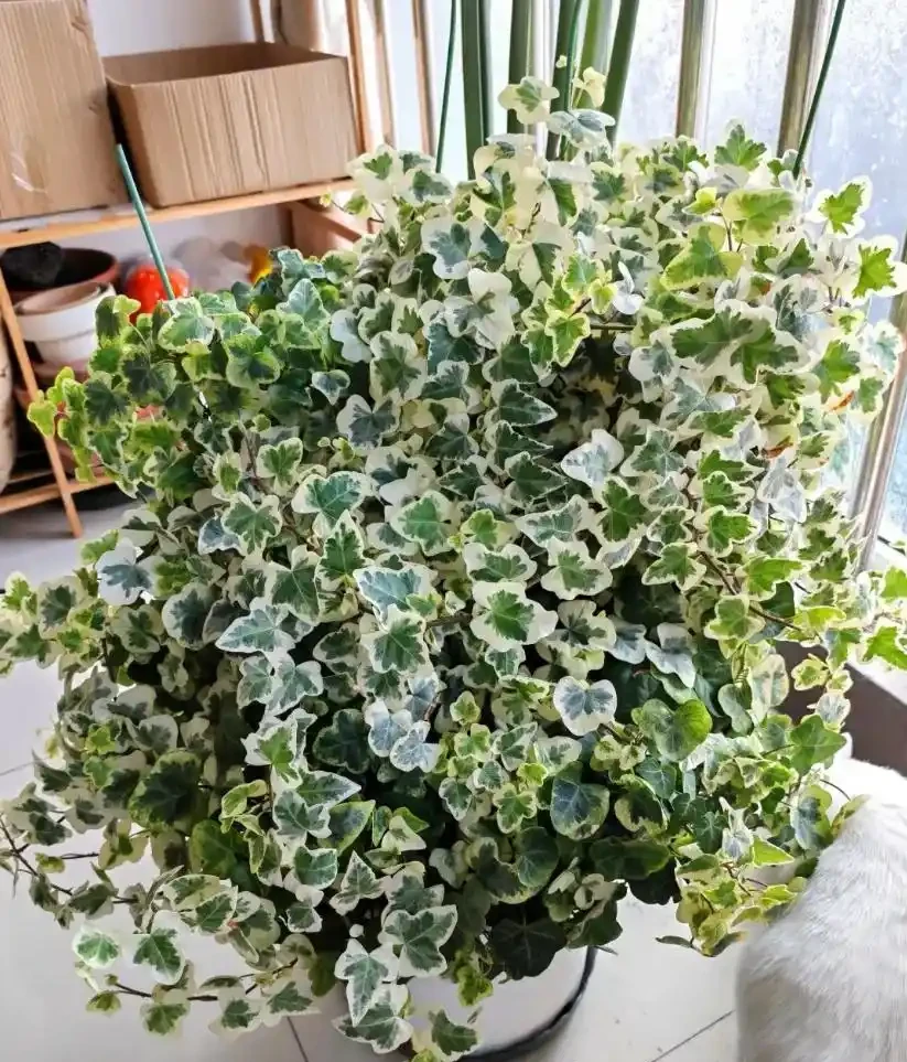 5種臥室「神仙植物」,養對了助眠又淨化空氣,養錯就徹夜無眠
